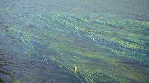 Grass growing in river. River plants vegetation. 4K Stock Footage 124737734