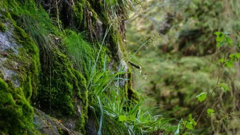 Grass growing on rock macro Stock Photos