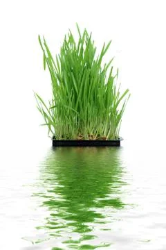 Grass growing from roots Stock Photos