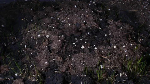 Grass growing from seed. Vidéo 172005944