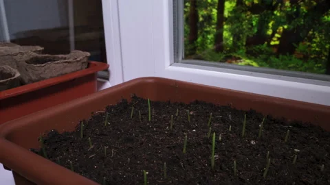 Grass growing in seeding pot on windowsill. Garden behind window. Timelapse Stock Footage 190731094