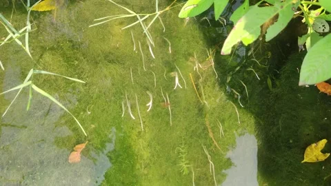 The grass is growing in the shallow water Stockbeeldmateriaal 266551685