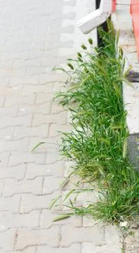 Grass growing on the sidewalk Stock Photos