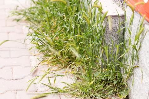 Grass growing on the sidewalk Stock Photos