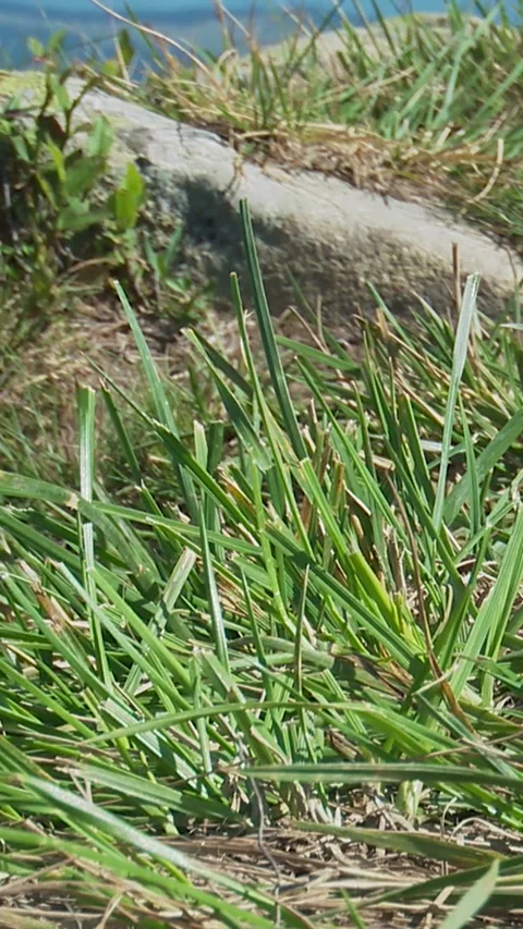 Grass growing on the slopes of the Carpathian Mountains Stock Footage 346227750