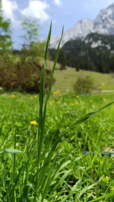 Grass growing in a sunny meadow Stock-Footage 309846623
