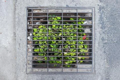 Grass growing through canalization or sewerage hatch. Stock Photos