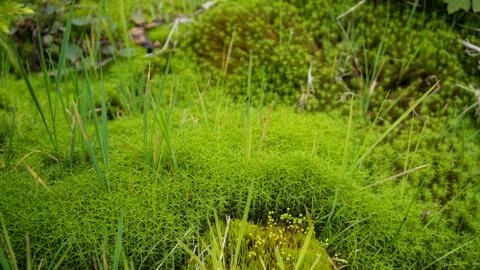 Grass growing through moss Stock Photos