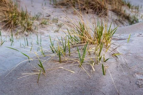 Grass growing through the sand on the beach. Foto stock