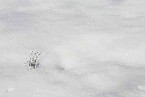 Grass growing through the spring snow Stockfoto's