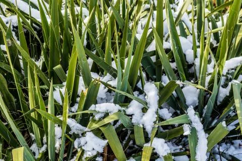 Grass growing through the spring snow Stockfoto's