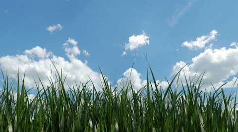 Grass Growing Time-Lapse With Alpha Matte. 4K Stock Footage 49086465