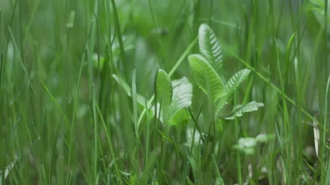 Grass is growing up (time lapse) Stock Footage 258338493