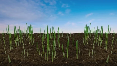 Grass growing timelapse Stock Footage 124127837