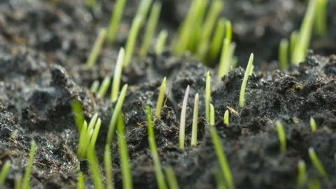 Grass growing  timelapse growth earth mud macro soil rain spring Stock Footage 147126181