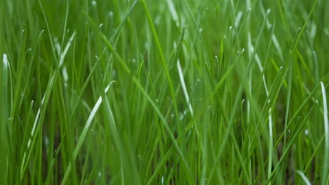 Grass growing tracking shot Stock Footage 258170937
