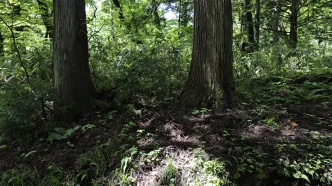 Grass Growing Under Big Trees Stock Footage 321051858
