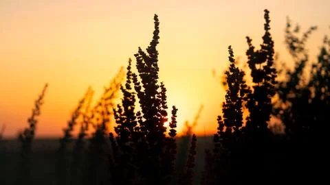 The grass grows against the sunset Stock-Fotos