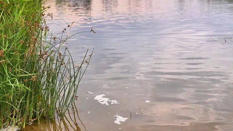 Grass grows along the edge of a peaceful water body. Stock Footage 333247557