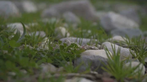 Grass grows among stones Stock Footage 82671645