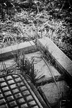 Grass grows around a concrete slab near a metal grate in a park setting during Stock Photos