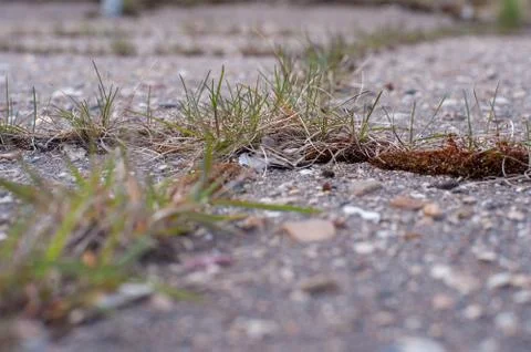 Grass grows on asphalt Foto stock