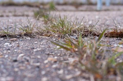Grass grows on asphalt Foto stock