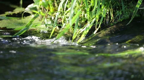 Grass grows on the banks of the river. Video stock 67417308