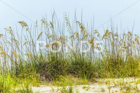 Grass Grows At The Beach In Sand Dunes