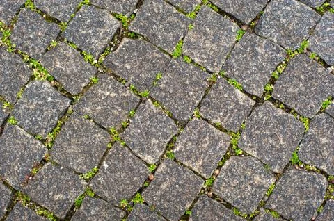 The grass grows between the paving slabs Stock Photos