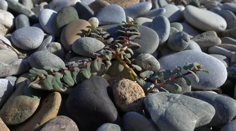 Grass grows between rocks Vidéo 68925512