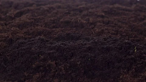 Grass grows from black soil, close-up, green shoots, 4k, timelapse, studio Stock Footage 133836837