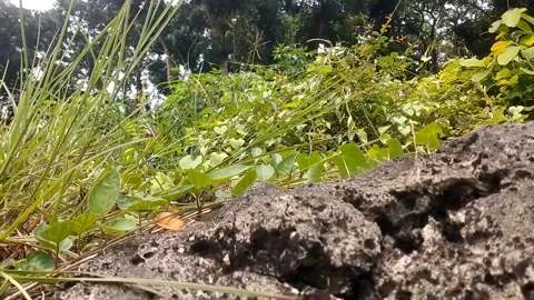 Grass grows in the cracks of the rocks Stock Footage 328915235