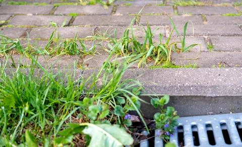 Grass grows on the curb. Foto stock