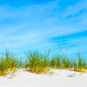 Grass grows at dune at a beautiful beach Foto stock