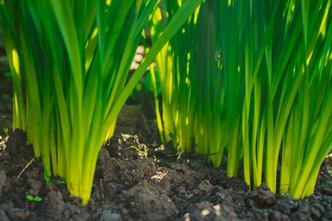 Grass grows from the earth Stock Photos