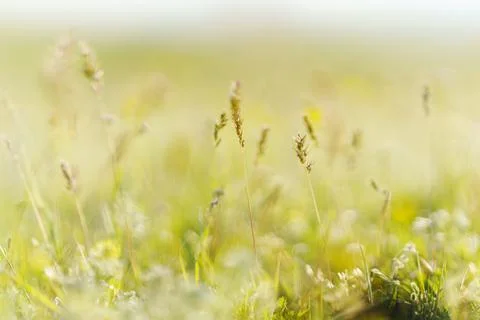 Grass grows in a field during daylight with a soft focus showing green and Stock Photos