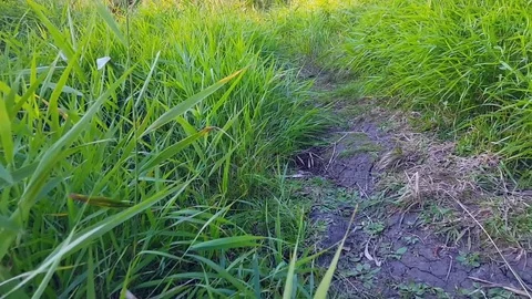 Grass grows next to the path Stock Footage