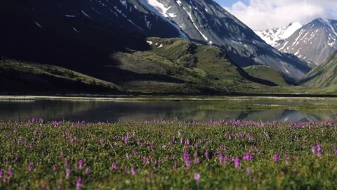 Grass grows out of a lake in the background. the sky reflects nature and nature Stock Footage 105286688