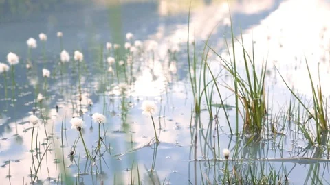 Grass grows out of the lake. the sky reflects nature and nature 库存影片 105286543