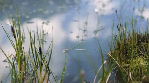 Grass grows out of the lake. the sky reflects nature and nature Stockbeeldmateriaal 105286640