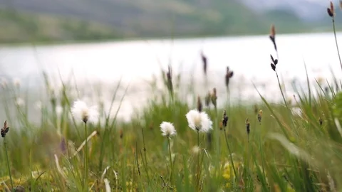 Grass grows out of the lake. the sky reflects nature and nature Stock-Footage 105286754