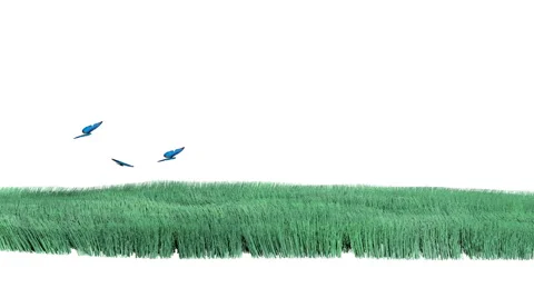 Grass grows over it and butterflies on a white background with an alpha channel 库存影片 68904492