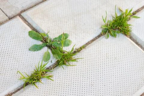 Grass grows on the pavement Stock Photos