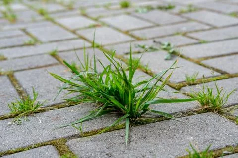 The grass grows in the paving joints. Stock Photos