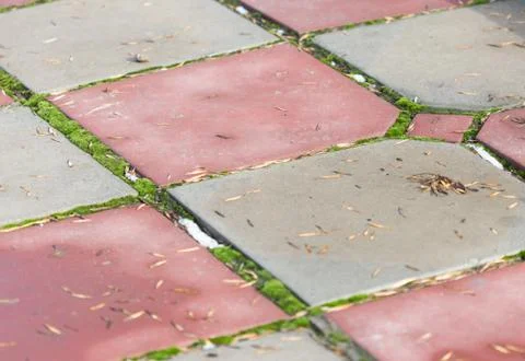 Grass grows on the paving slabs Stock Photos
