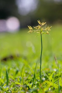 The grass grows. Stock Photos