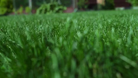 The grass grows into pieces of rolled lawn. Green blades of grass grow Stock Footage 208354917