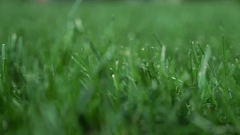 The grass grows into pieces of rolled lawn. Green blades of grass grow Stock Footage 208356602