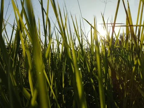 Grass that grows by the roadside, with dewdrops and morning sunlight. Stock Photos